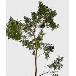 Rama "Arbol" Mata Lentisco 150-180 cm