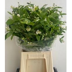 Philadelphus Italia 70cm 200gr