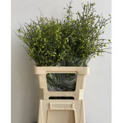 Ginester Fruto Green Italia 70cm 300gr Paq.