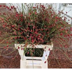 Ginester Fruto Red Italia 70cm 300gr Paq.