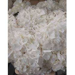 Hortensia Hol. Allure 50cm 18/20