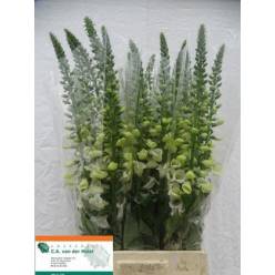 Digitalis Hol. Camelot White 90cm