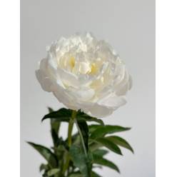 Peonia Nac. In Full Sail 50cm Bl
