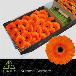 Gerbera Hol. Bonanza Nj. "T25"