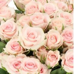 Ramificada Sweet Porcelina 60cm