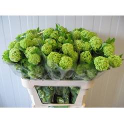 Viburnum Roseum 80cm 4bl (7 Dias - 2)