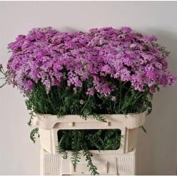 Achilea Hol. Millefolium Sara 75cm