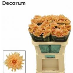 Uniflor Hol. Kalimba Salmon 955gr