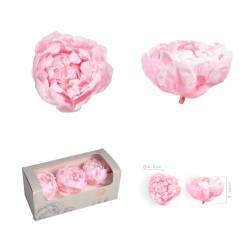 Peonia Preservada Rosa 4-6cm (x3uds)