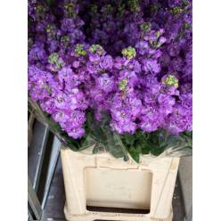 Aleli Nac. Azul 70cm