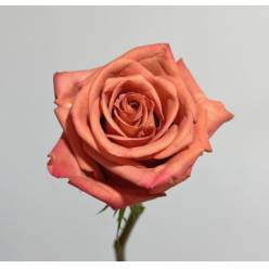 Rosa Ecu. Barista 80cm