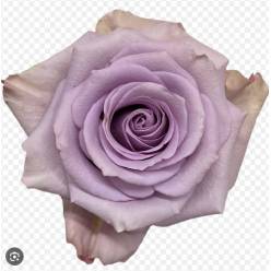 Rosa Ecu. Star Platinum 80cm