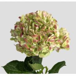 Hortensia Premium Antic Green Red 60cm 17/18