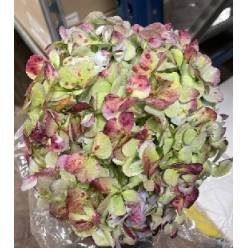 Hortensia Jumbo Antic Red 60cm 19/20 "CC20"