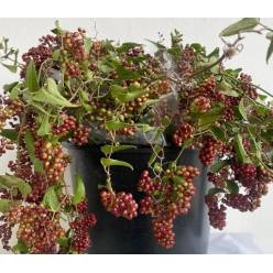 Smilax Italia 200gr