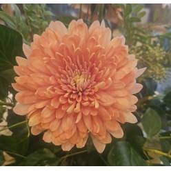 Uniflor Col. Linette Salmn