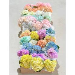Hortensia Select Pint. Pastel Mix 60cm 15/16 "CC40"