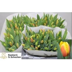 Tulipan Hol. Ms Li 40cm Bc.