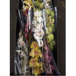 Cymbidium Mixta 50cm "Stricker"