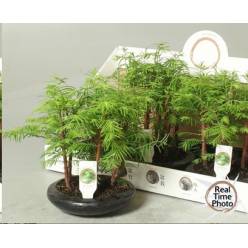 P. Bonsai Ov. 18/30cm x3