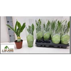 P. Convallaria Majalis 9/30cm "CC12"