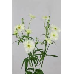 Ranunculos Hol. Butterfly Graces 50cm 45gr  "T10"