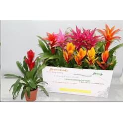 P. Bromelia Mixta 6 Srt 12/45cm x10