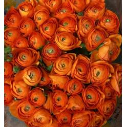 Ranunculos Italia "Cloni Extra" Orange 45cm