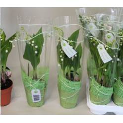 P. Convallaria Majalis 9/25cm "CC18"