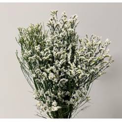 Limonium Nac. "Mazo" Hibrido Blanco 80cm "T25"