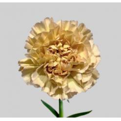 Clavel Nac. 60cm Lege Marrone