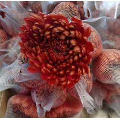 Uniflor Col. Chestnut Orange