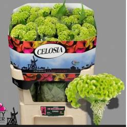 Celosia Cresta Hol. Verde 70cm