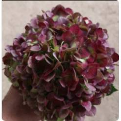 Hortensia Jumbo Antic Red 60cm �19/20 "CC15"