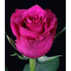 Rosa Hol. Ever Pink 50cm x10 Fresa.