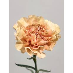 Clavel Col. Standar Honey