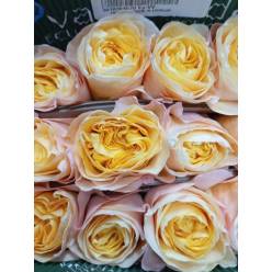 Rosa Ecu. King's Cross 60cm