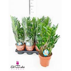 P. Zamioculca Zamiifol 17/65cm x6  5T