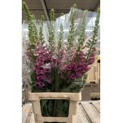 Digitalis Hol. Camelot Rose 70cm