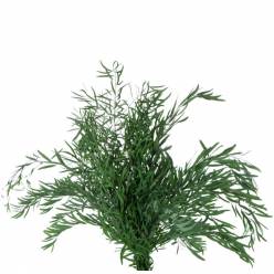 Eucalipto Nicoly Preservado 40/80cm 150g
