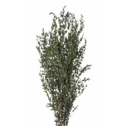 Eucalipto Parviflora Preservado 40/80cm 150g