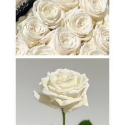 Rosa Ecu. Playa Blanca 80cm