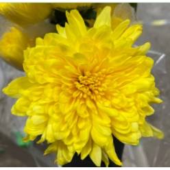 Uniflor Col. Cremon Yellow