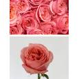 Rosa Col. Pink Expression 50cm