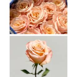 Rosa Col. Shimmer 60cm Sl.