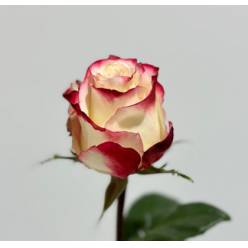 Rosa Col. Sweetness 70cm