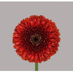 Gerbera Mini Hol. Pomponi Rizzo "T20"