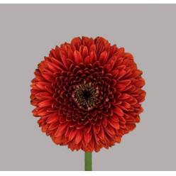 Gerbera Mini Hol. Pomponi Rizzo x20