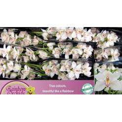 Cymbidium Cascade 60cm Bl. "Rainbow"
