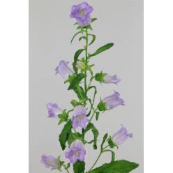 Campanula Hol. M Champion Lavender 75cm